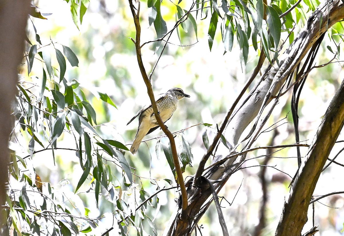 Sahul Cicadabird - ML646506961