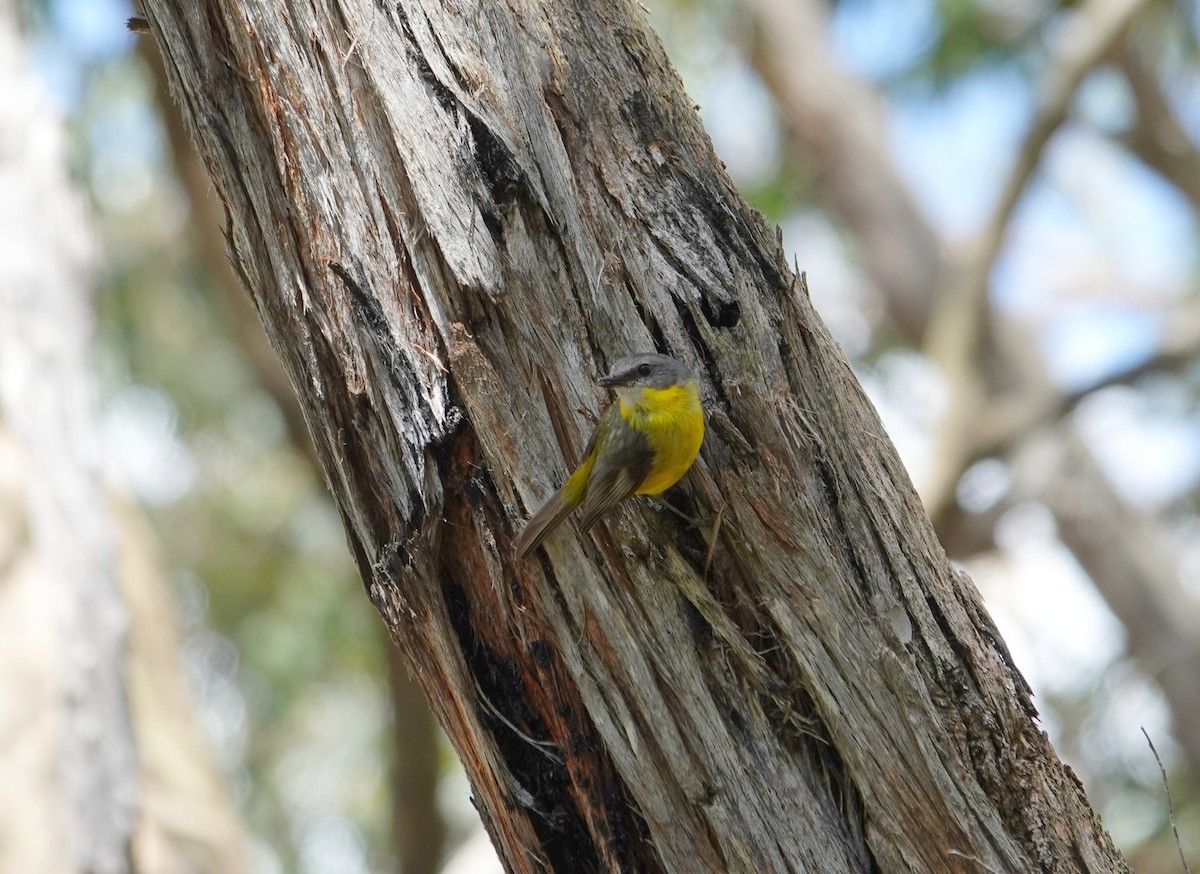 gulbrystflueskvett - ML646506962