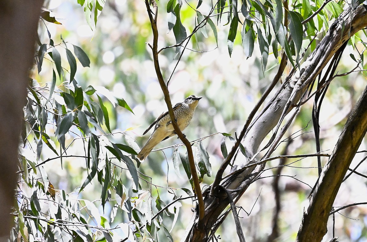 Sahul Cicadabird - ML646506964