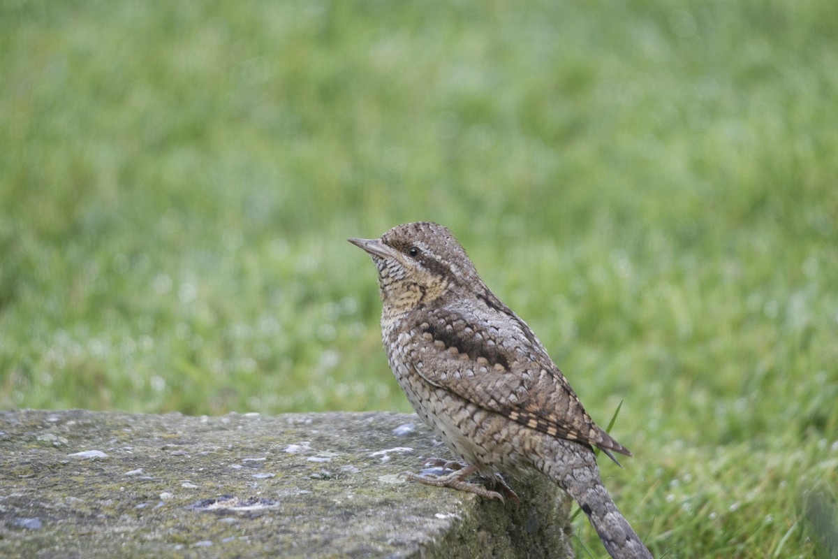 Torcecuello Euroasiático - ML646506967