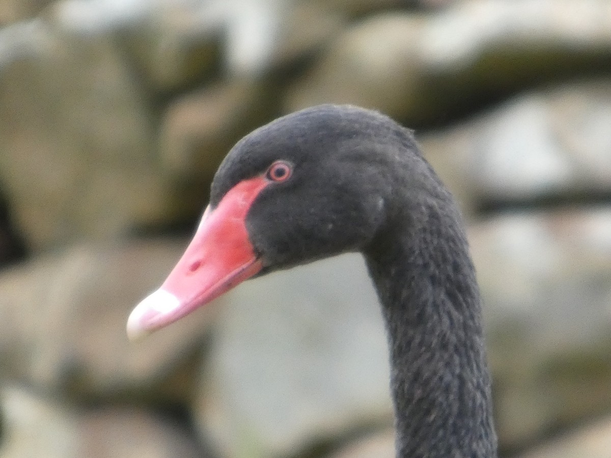 Black Swan - ML646506972