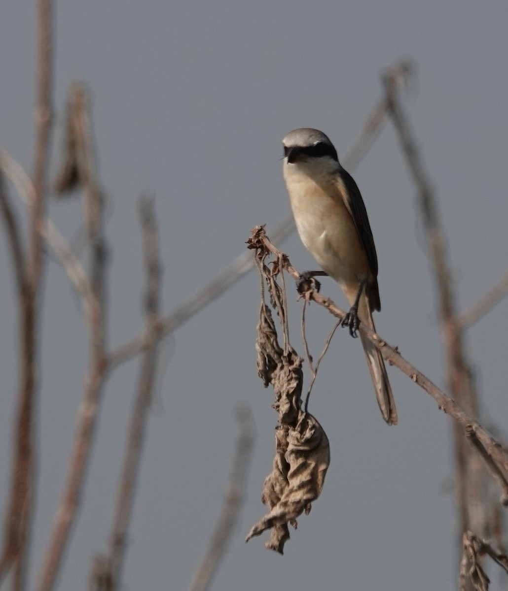 ťuhýk hnědý (ssp. lucionensis) - ML646506973