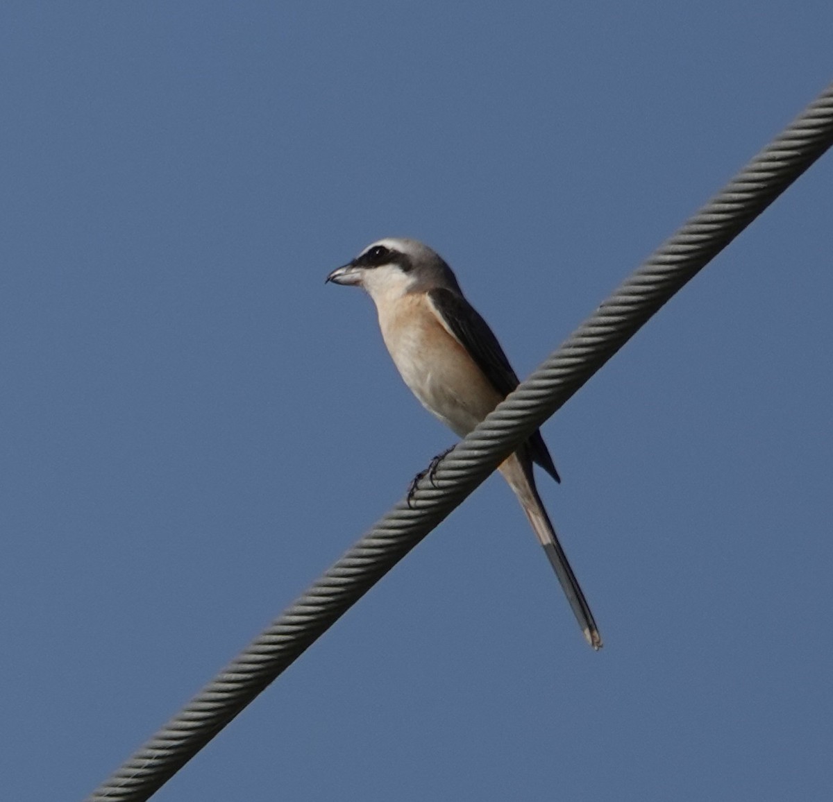 ťuhýk hnědý (ssp. lucionensis) - ML646506974