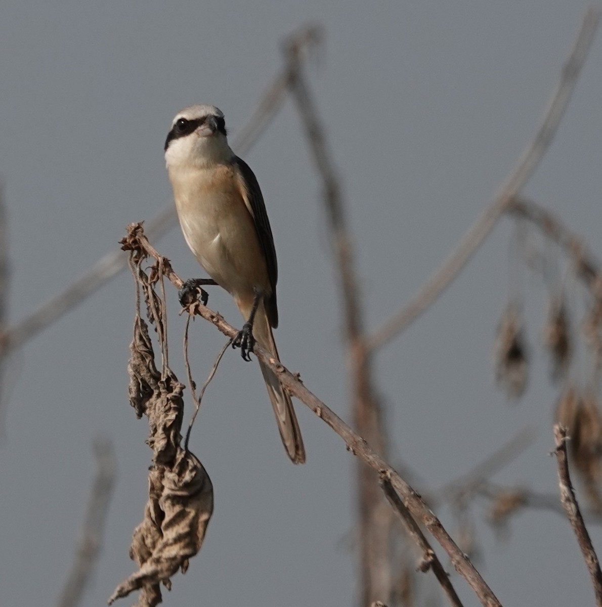 ťuhýk hnědý (ssp. lucionensis) - ML646506975