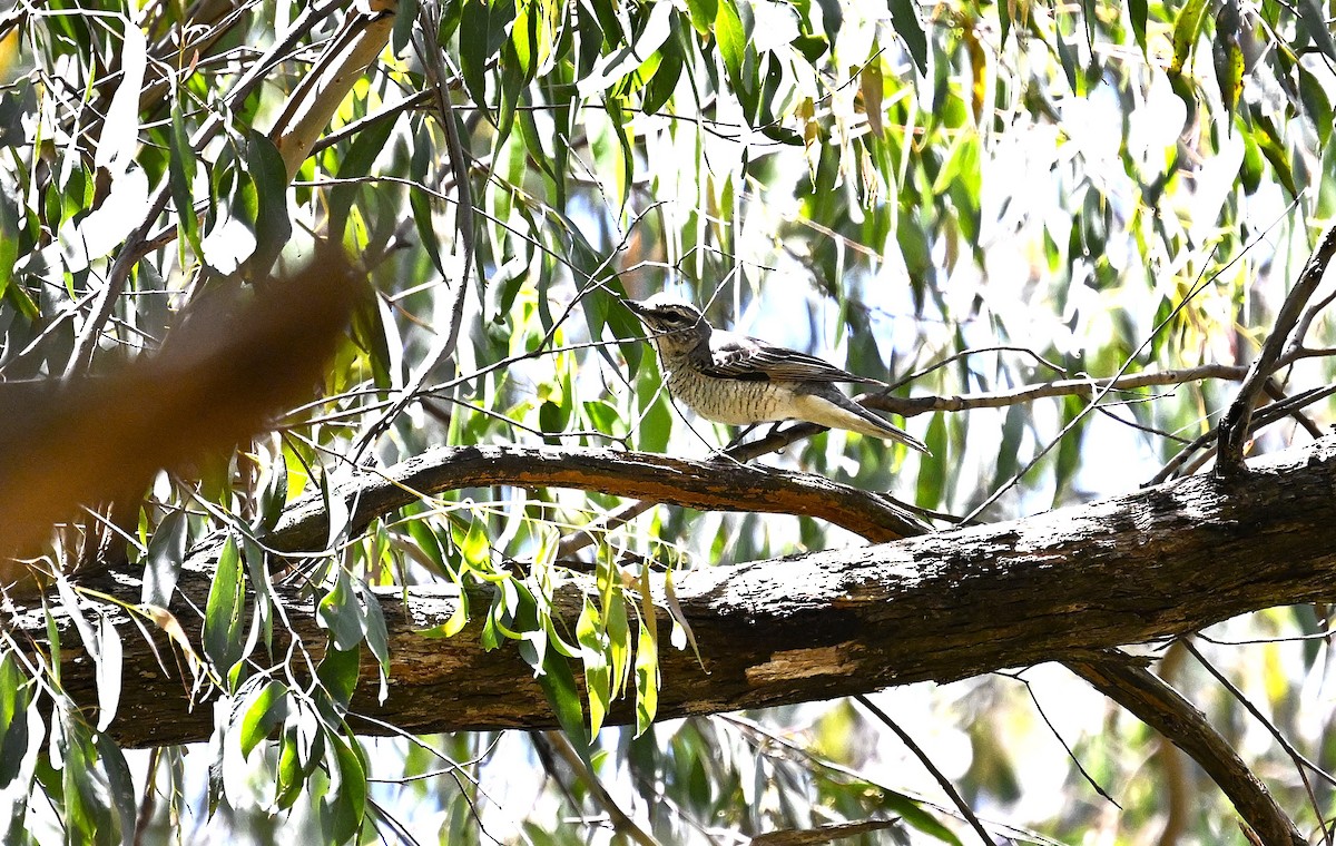 Sahul Cicadabird - ML646506976