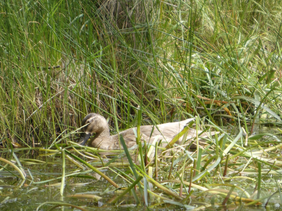Pacific Black Duck - ML646506977