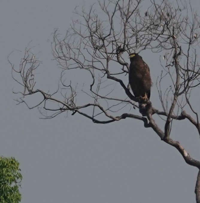 orlík chocholatý - ML646506978