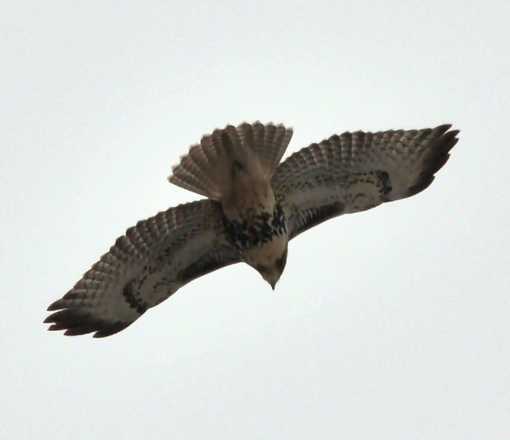 káně rudochvostá - ML646506980