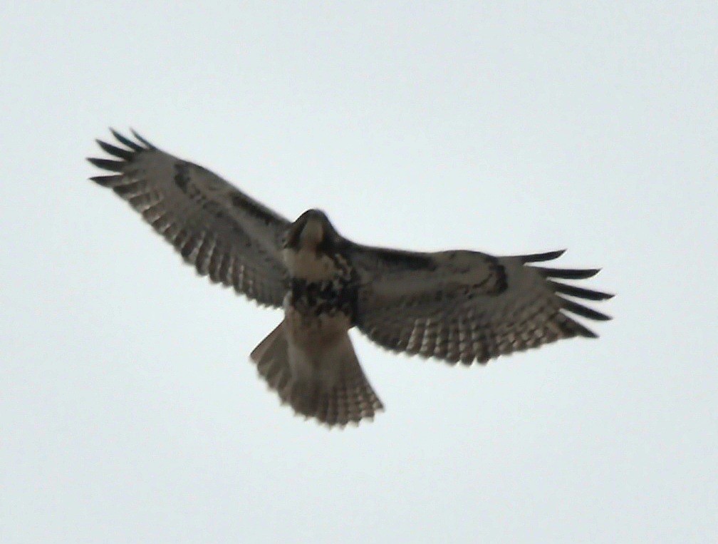 káně rudochvostá - ML646506981