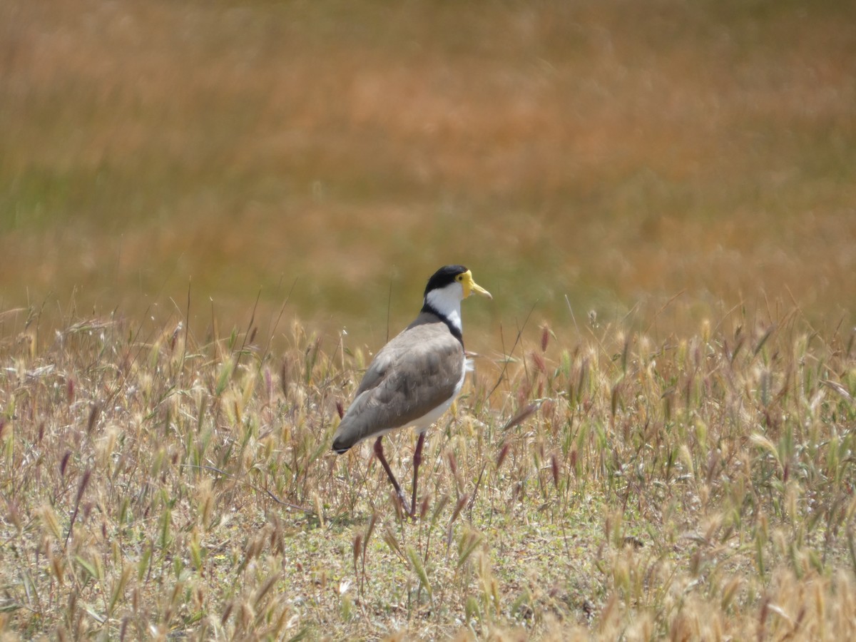 Masked Lapwing - ML646506982