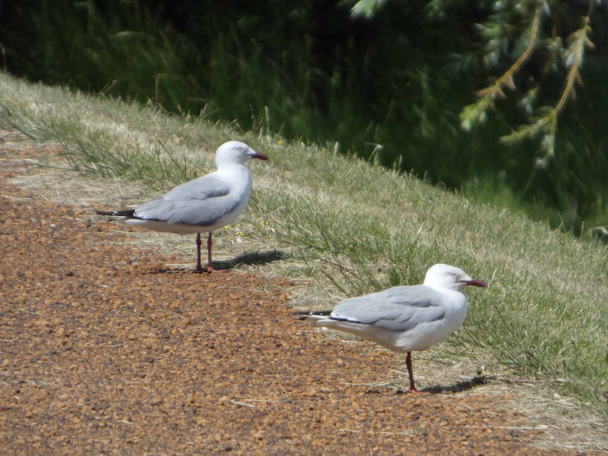 Silver Gull - ML646506987