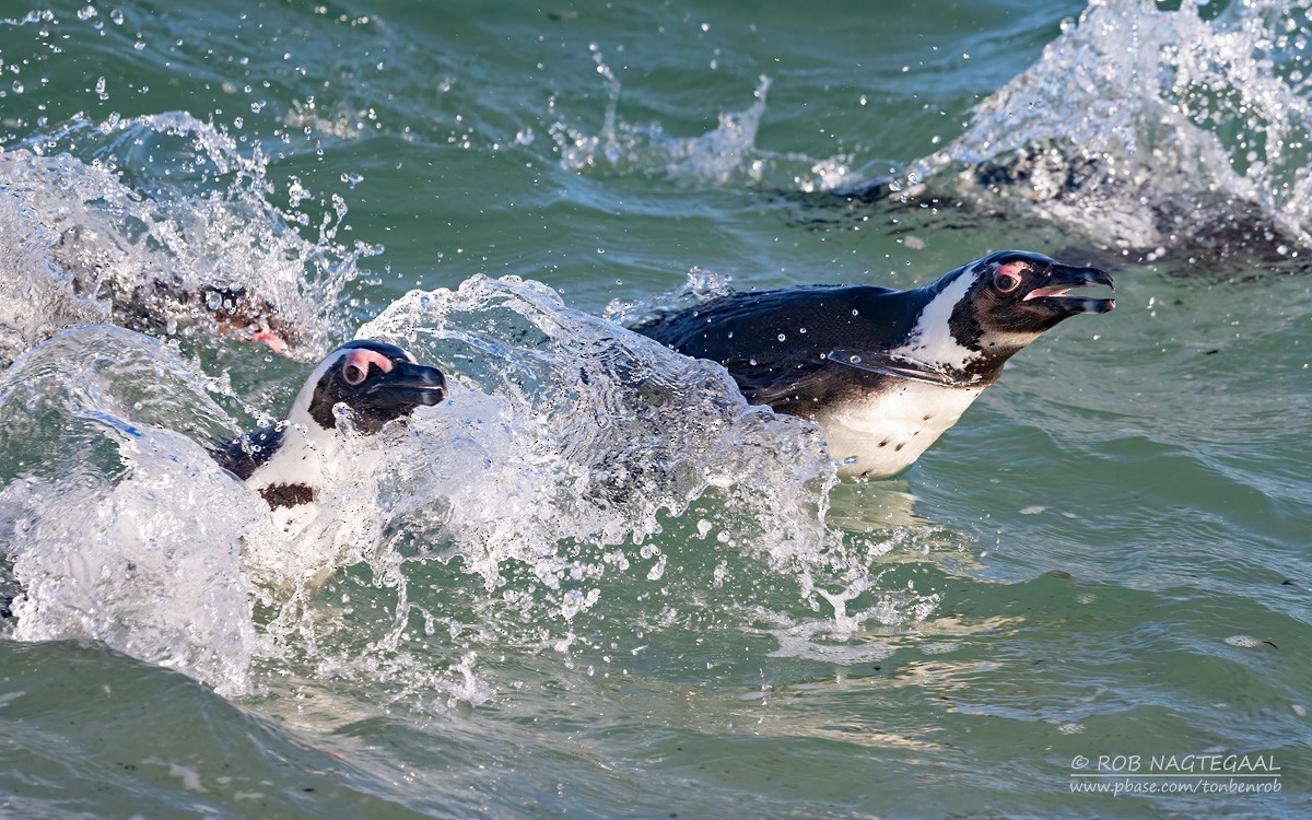 Manchot du Cap - ML646506989