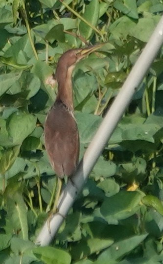 bukáček skořicový - ML646506997