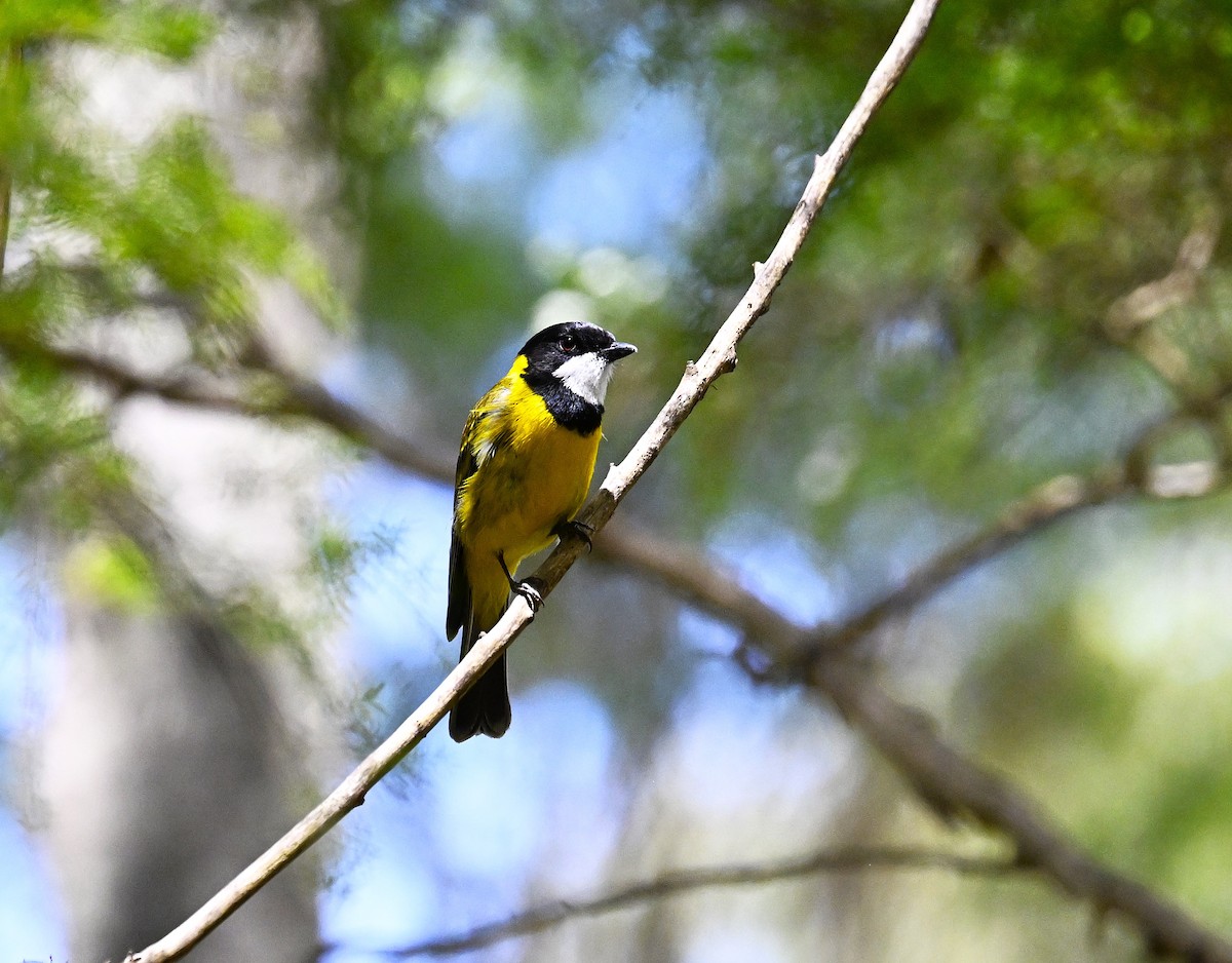 Golden Whistler - ML646507000