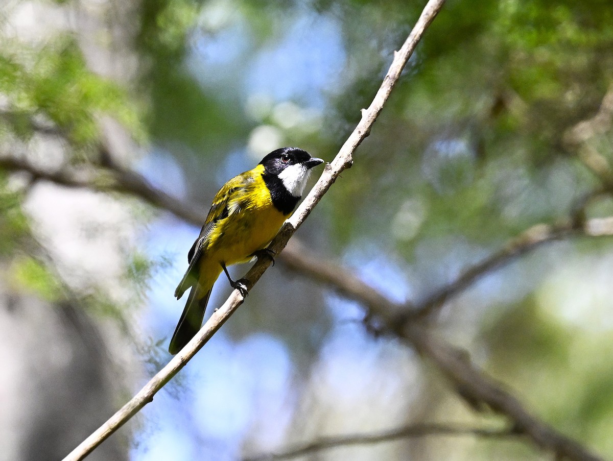Golden Whistler - ML646507001