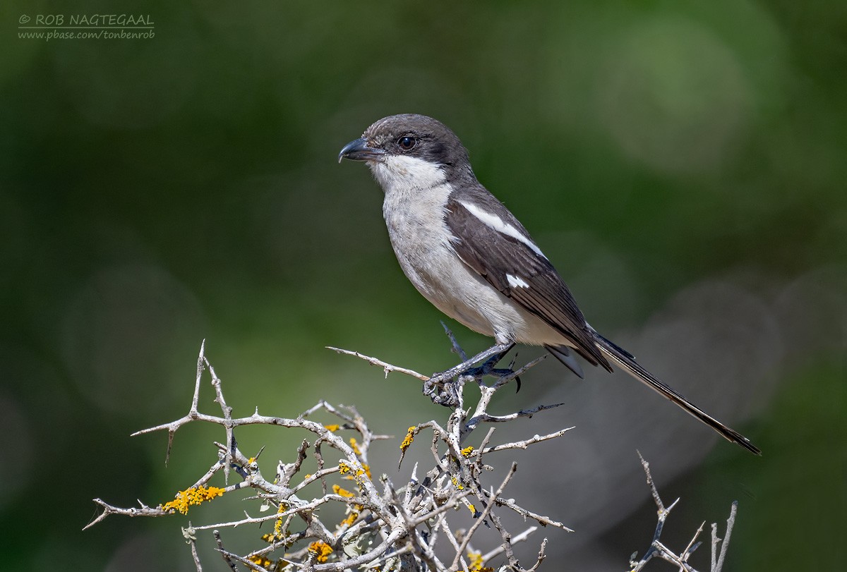 Pie-grièche fiscale - ML646507003