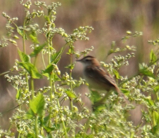 cistovník rákosníkový - ML646507004