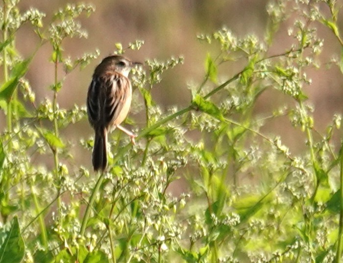 cistovník rákosníkový - ML646507005