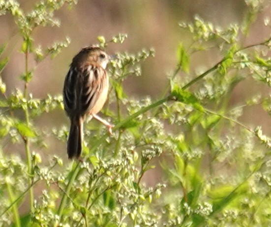 cistovník rákosníkový - ML646507006