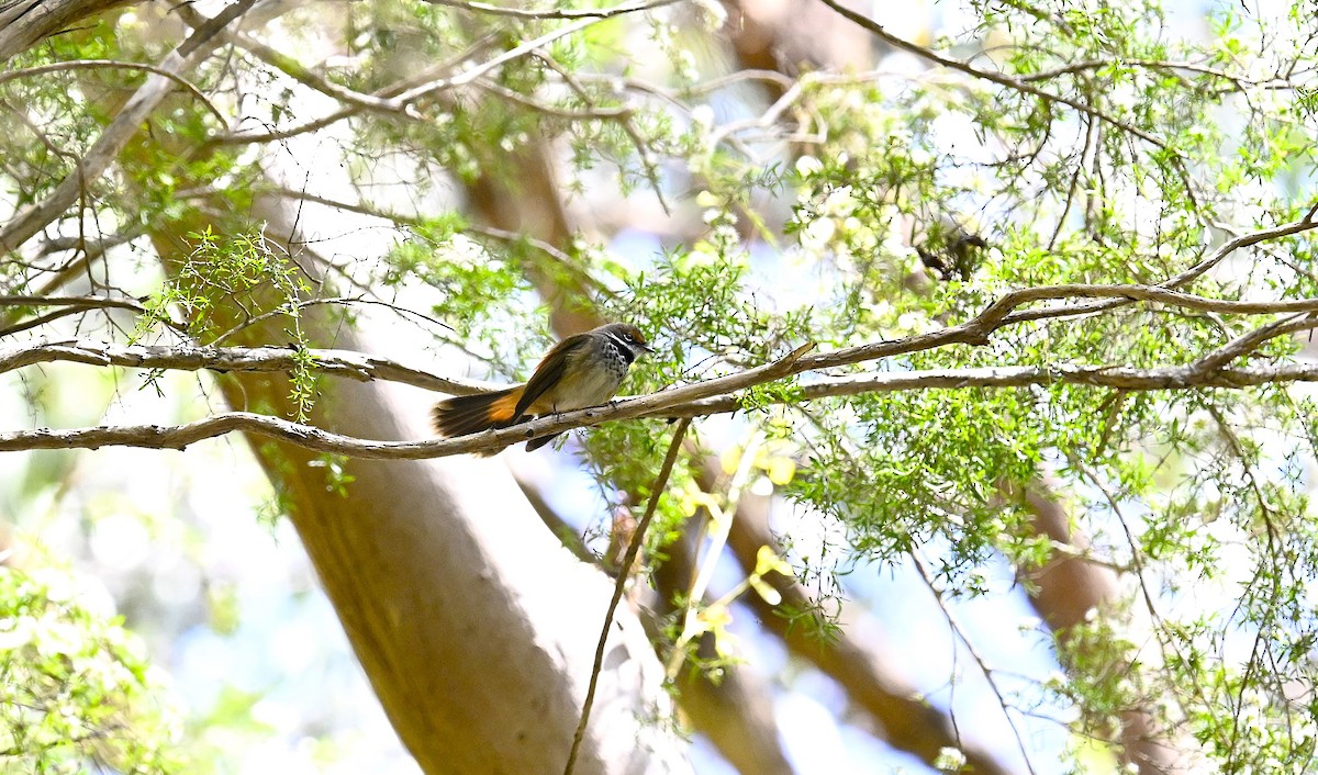 Australian Rufous Fantail - ML646507009