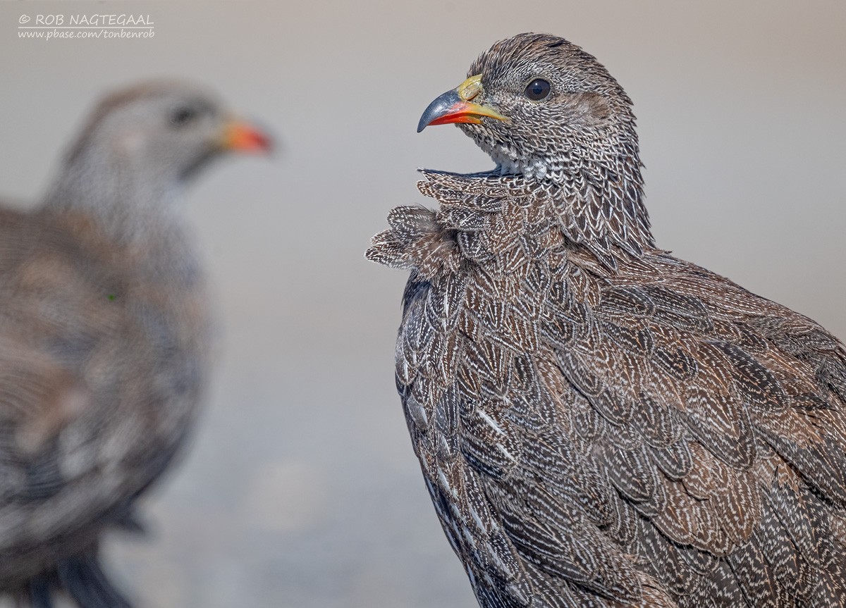 Francolin criard - ML646507013