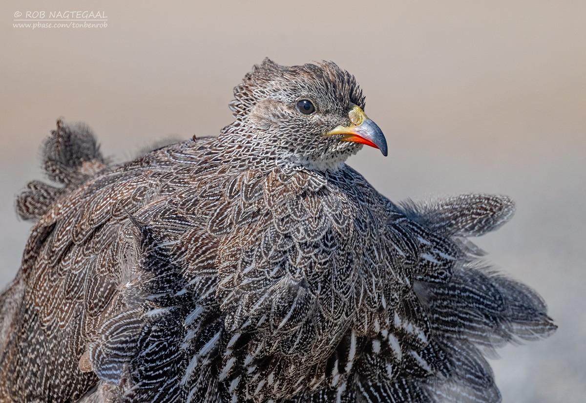 Francolin criard - ML646507014