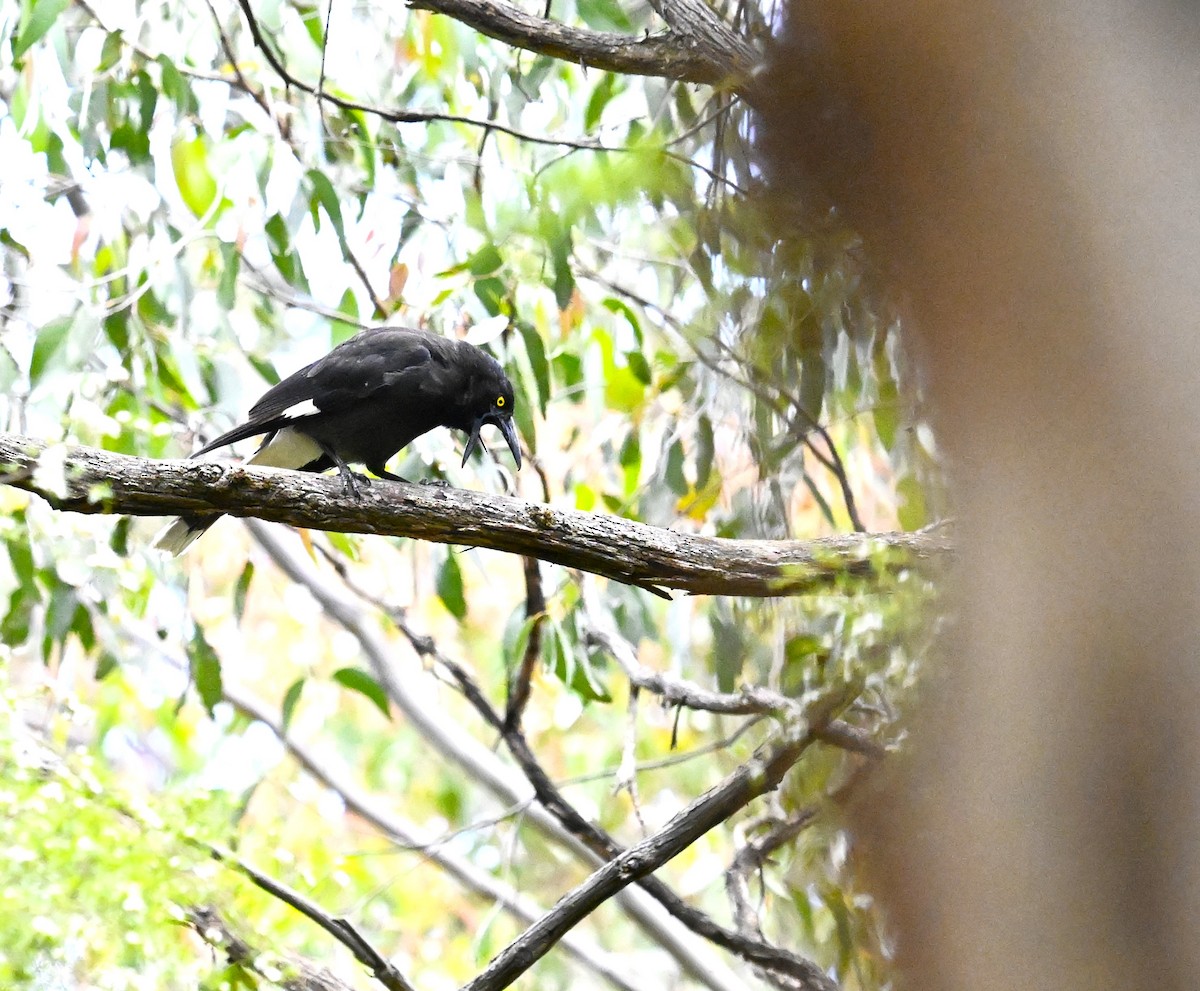 Pied Currawong - ML646507016
