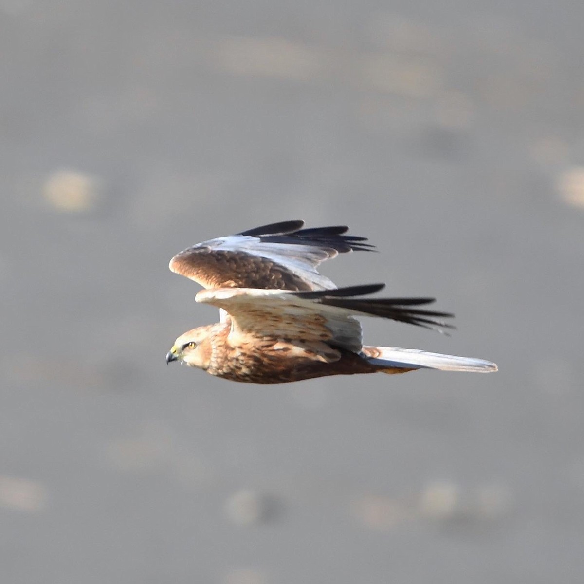 sivhauk - ML646507018