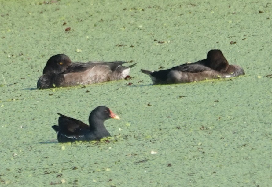 polák chocholačka - ML646507023