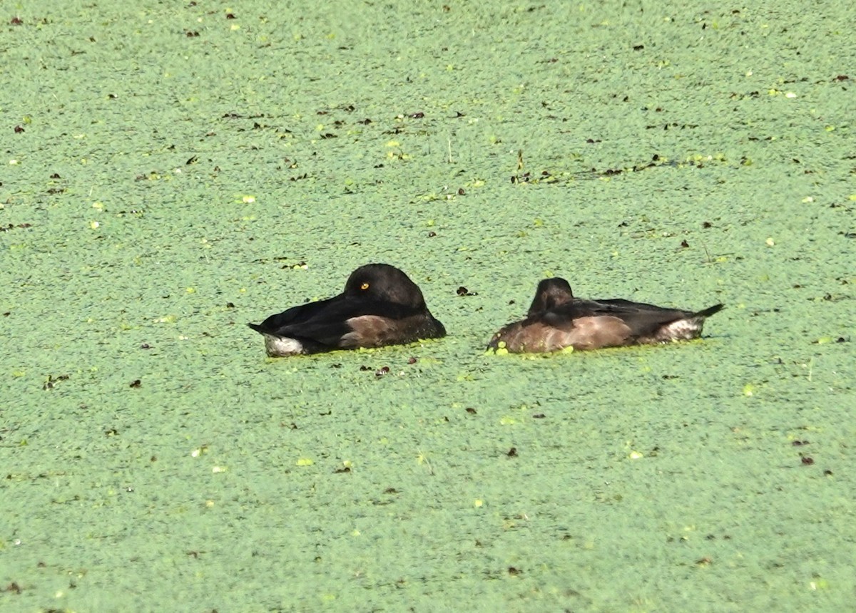 polák chocholačka - ML646507024