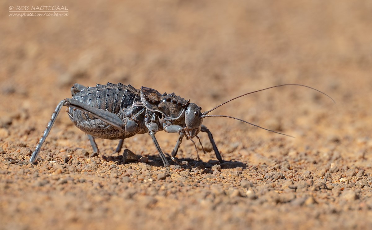Criquet à armure - ML646507025