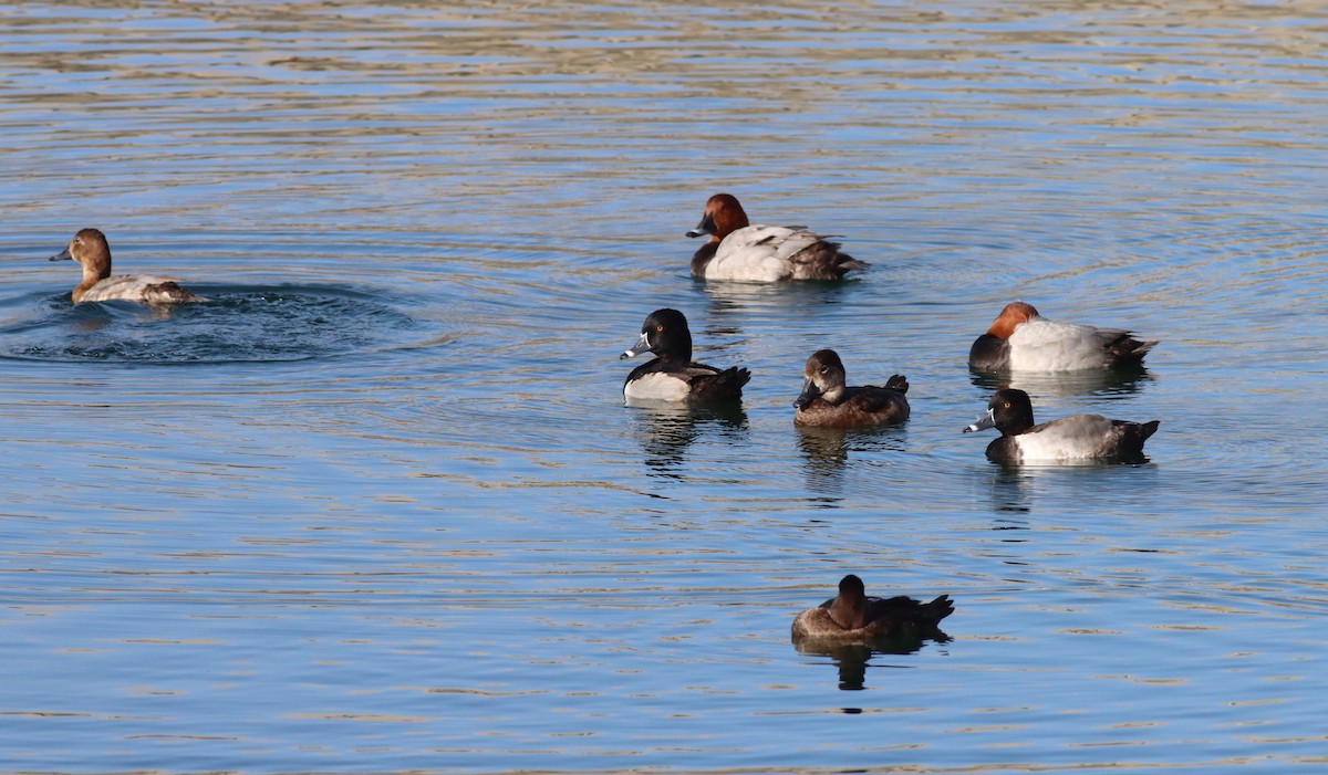 Ring-necked Duck - ML646507026