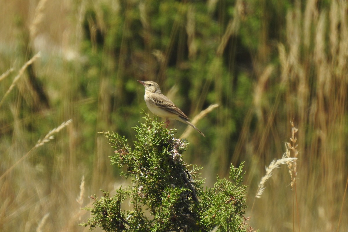 Талын шийхнүүхэй - ML646507027