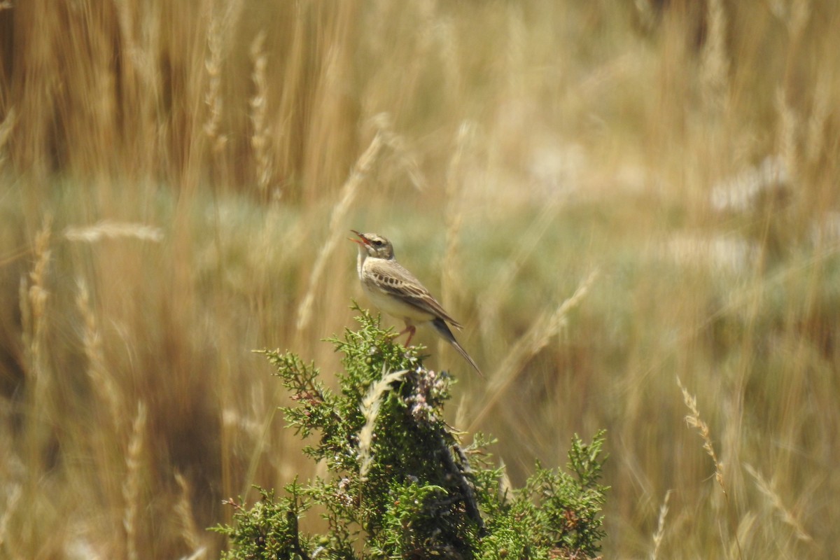 Талын шийхнүүхэй - ML646507028