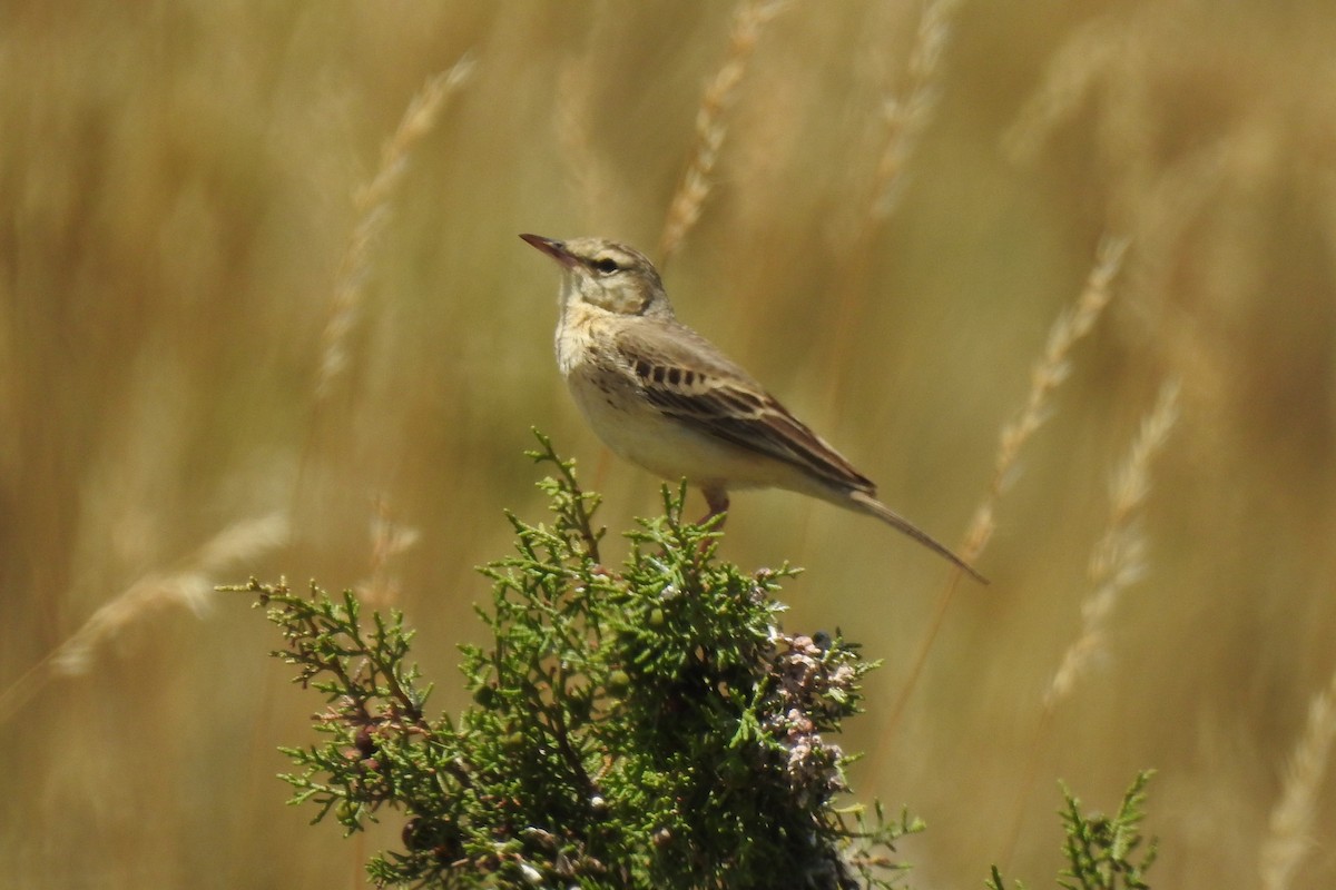 Талын шийхнүүхэй - ML646507029