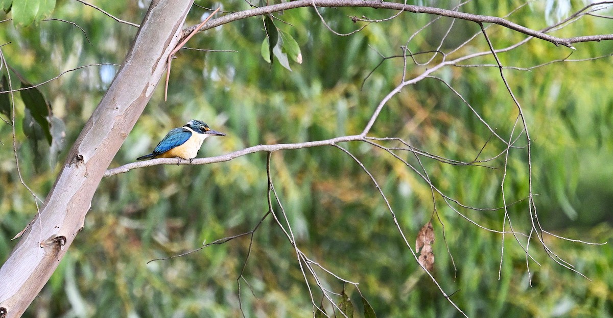 Sacred Kingfisher - ML646507033