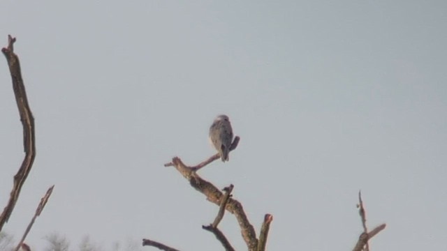 Black-winged Kite (African) - ML646507034