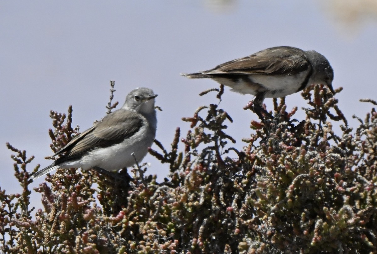 Alaca Çayır Balkuşu - ML646507035