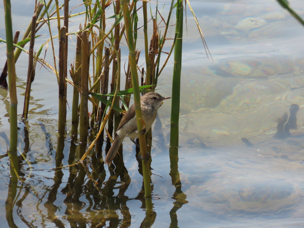 Lesser Swamp Warbler - ML646507037
