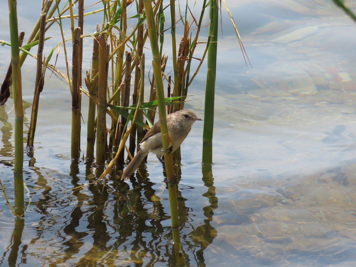 Lesser Swamp Warbler - ML646507038