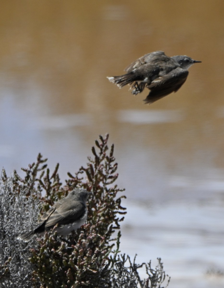 Alaca Çayır Balkuşu - ML646507040