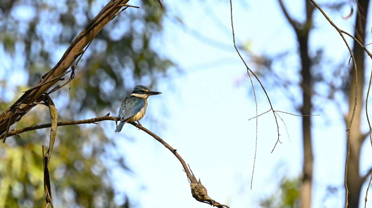 Sacred Kingfisher - ML646507042