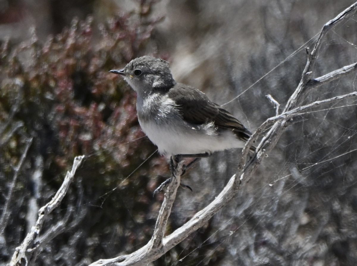 Alaca Çayır Balkuşu - ML646507043