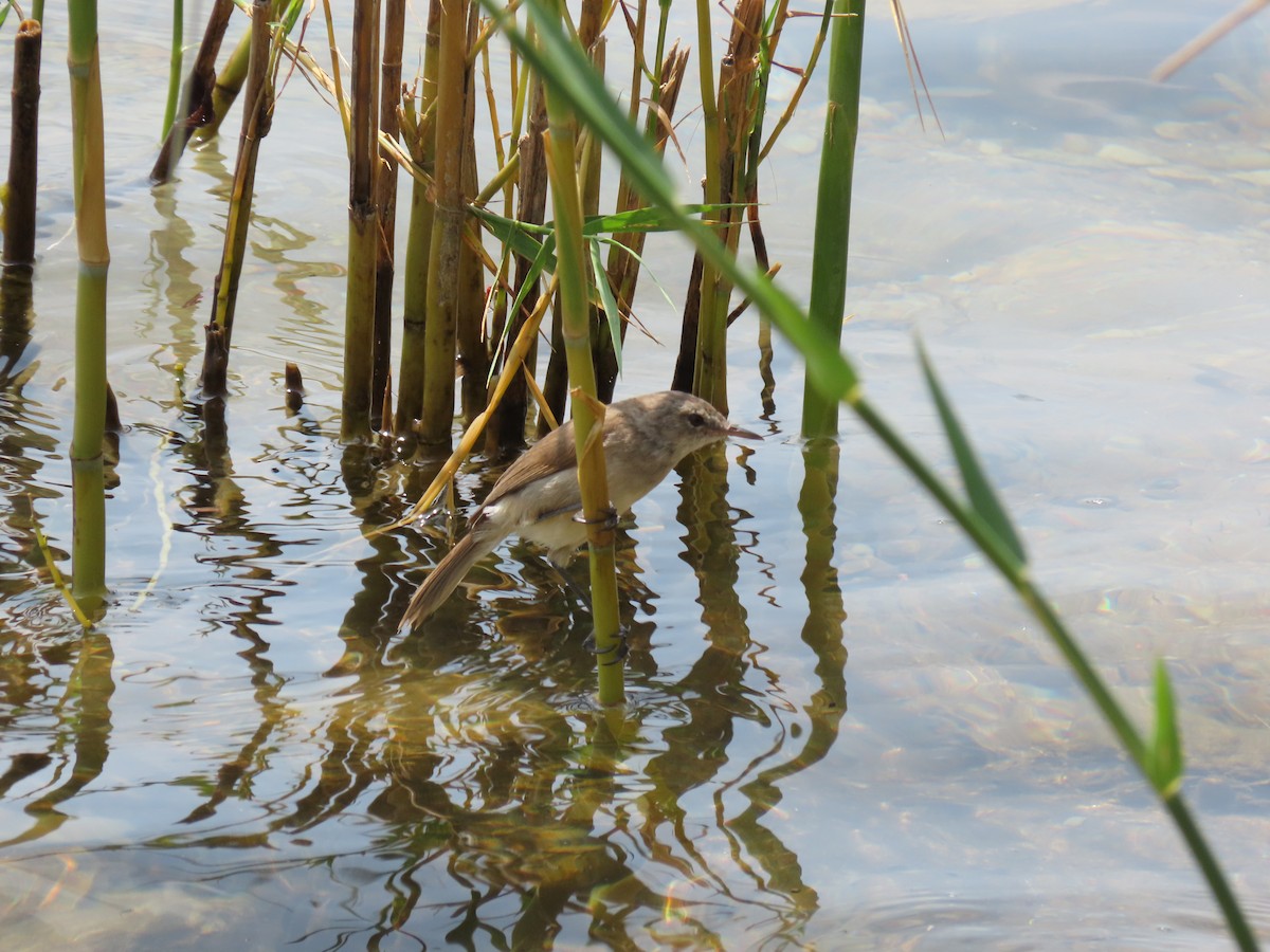 Lesser Swamp Warbler - ML646507044