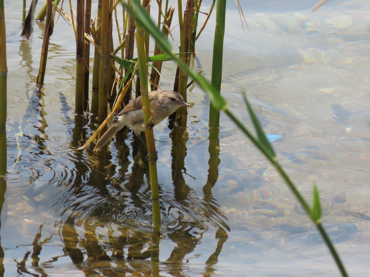 Lesser Swamp Warbler - ML646507045