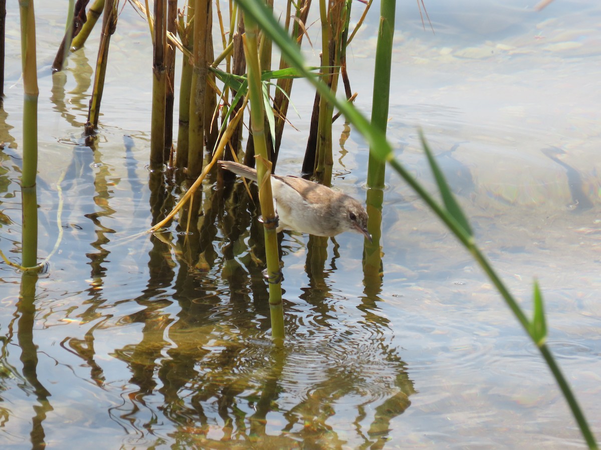 Lesser Swamp Warbler - ML646507047
