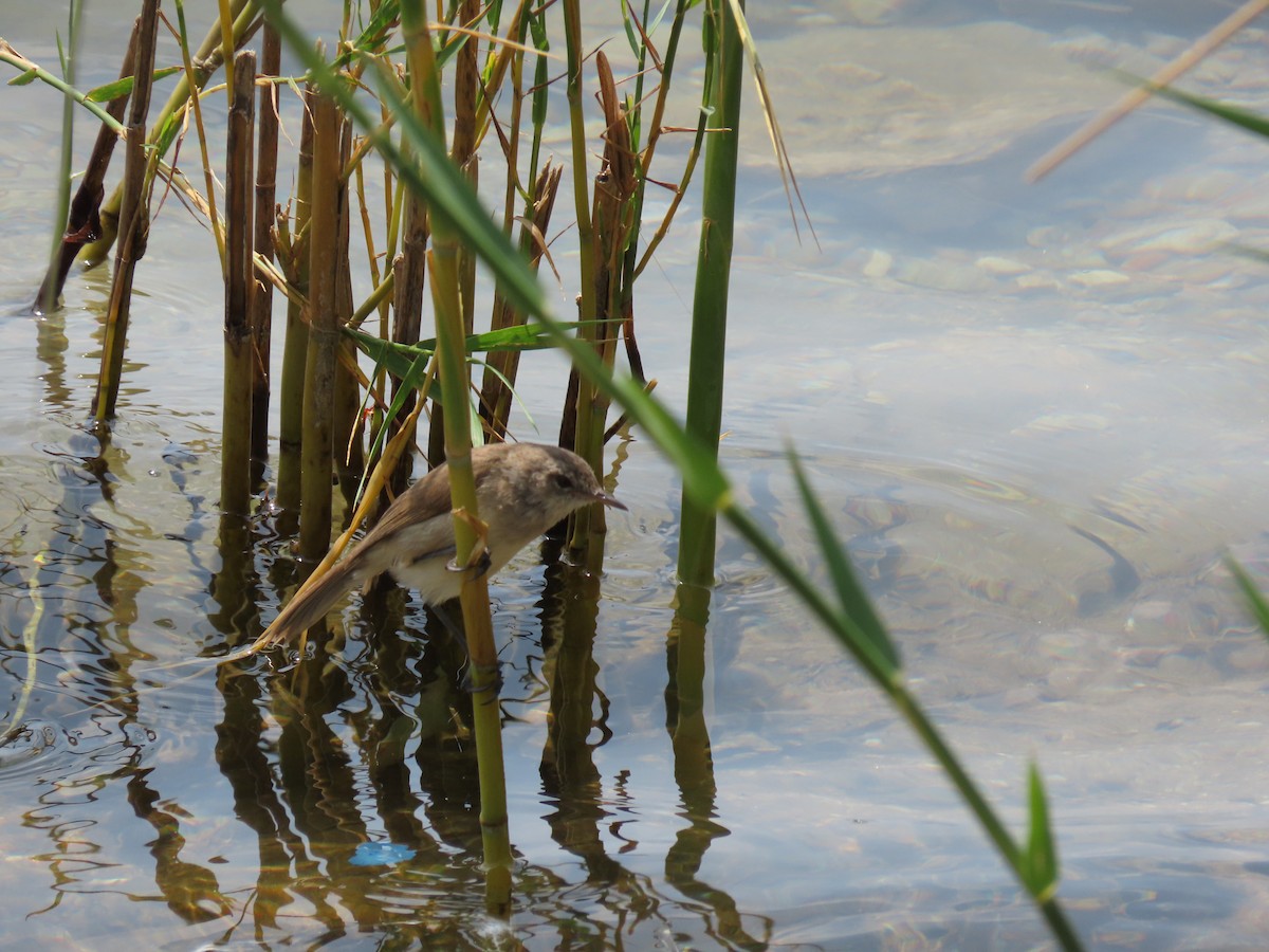 Lesser Swamp Warbler - ML646507048