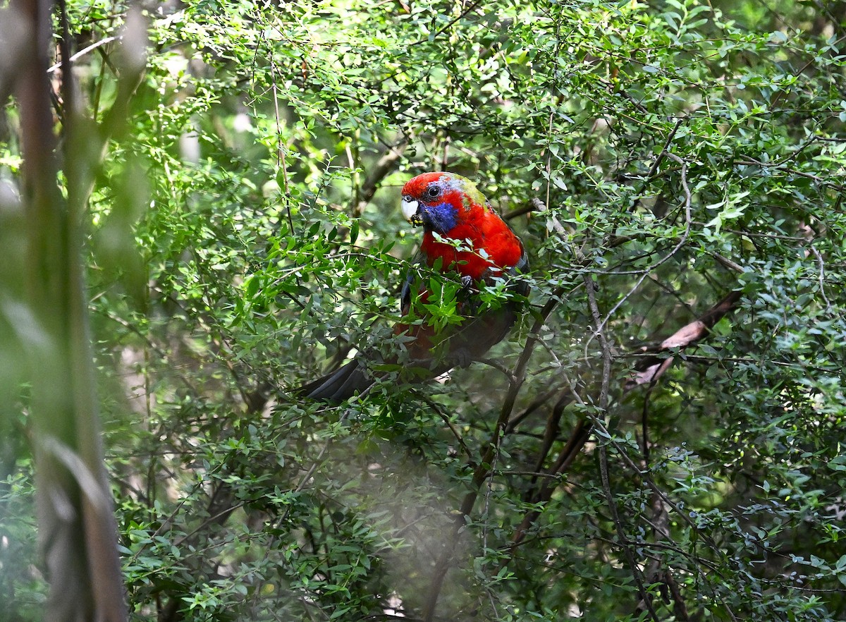 Crimson Rosella - ML646507052