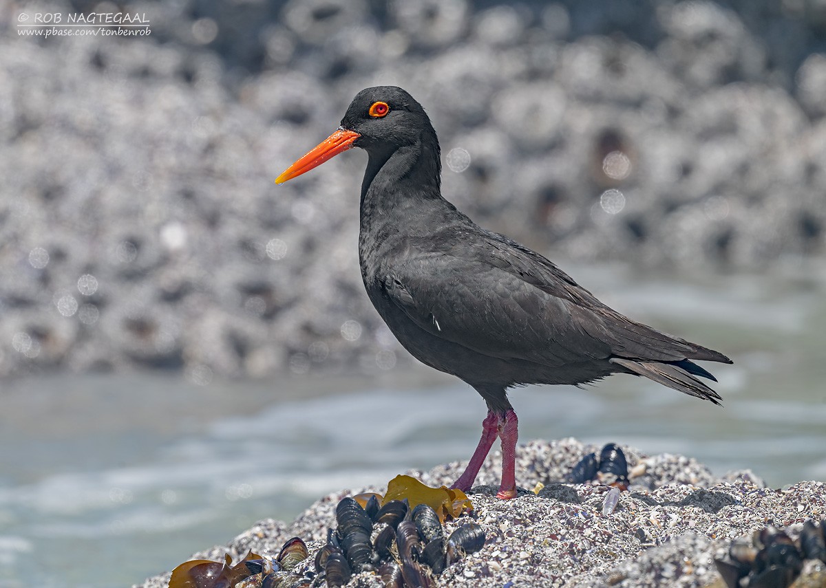 Huîtrier de Moquin - ML646507054