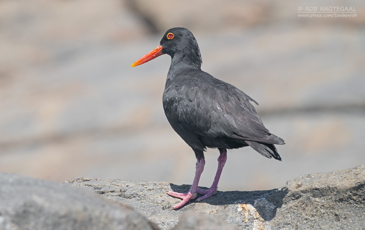 Huîtrier de Moquin - ML646507055